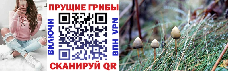 Псилоцибиновые грибы прущие грибы  Кострома 